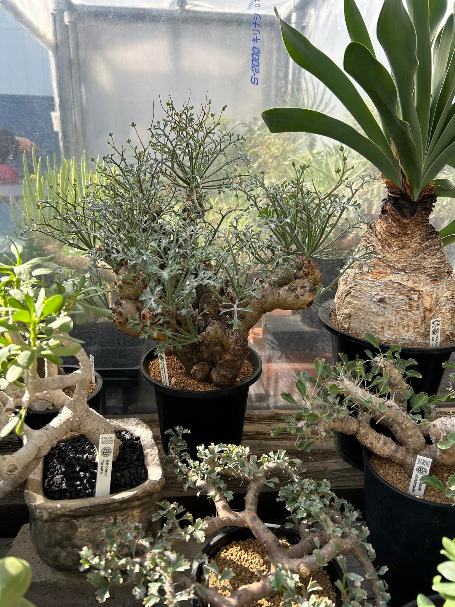 Visited few caudex shops in Tokyo