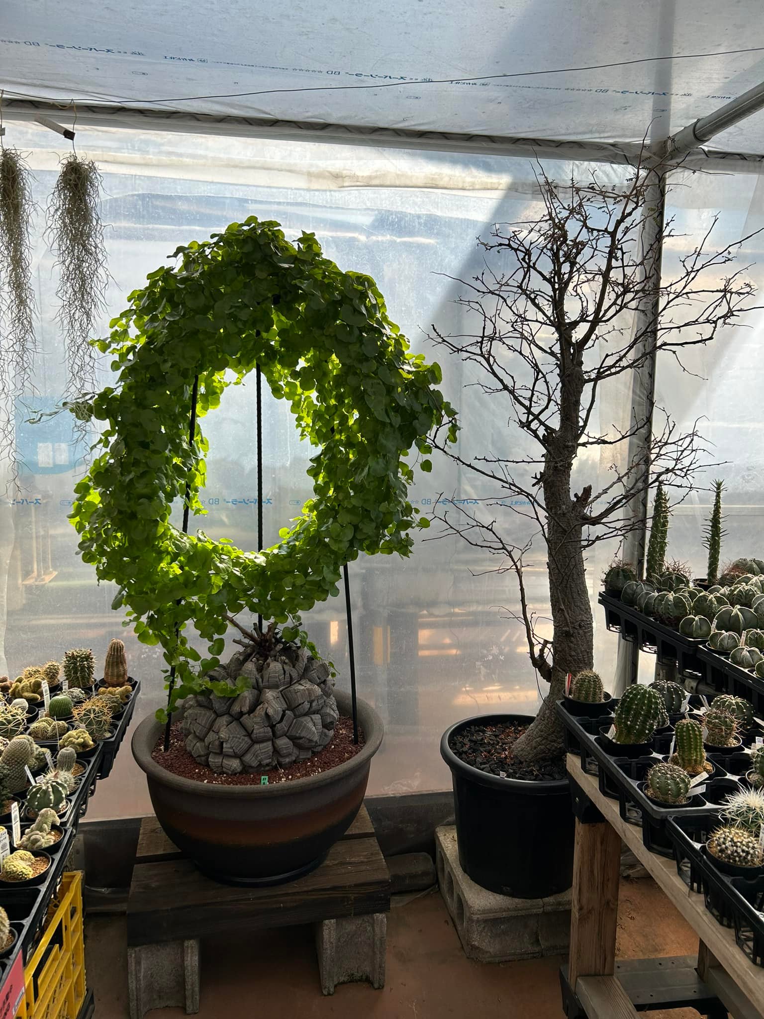 Visited few caudex shops in Tokyo
