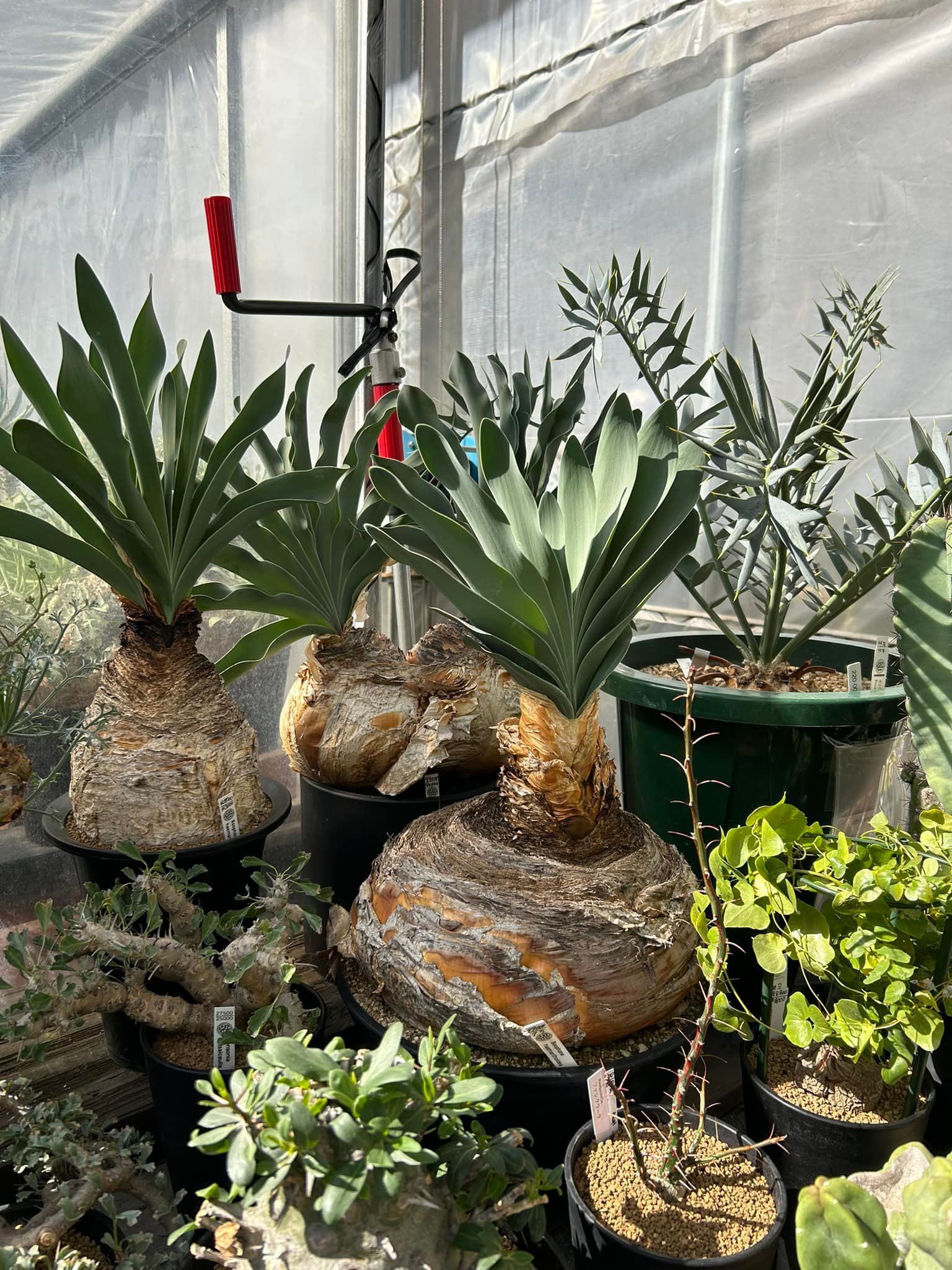 Visited few caudex shops in Tokyo