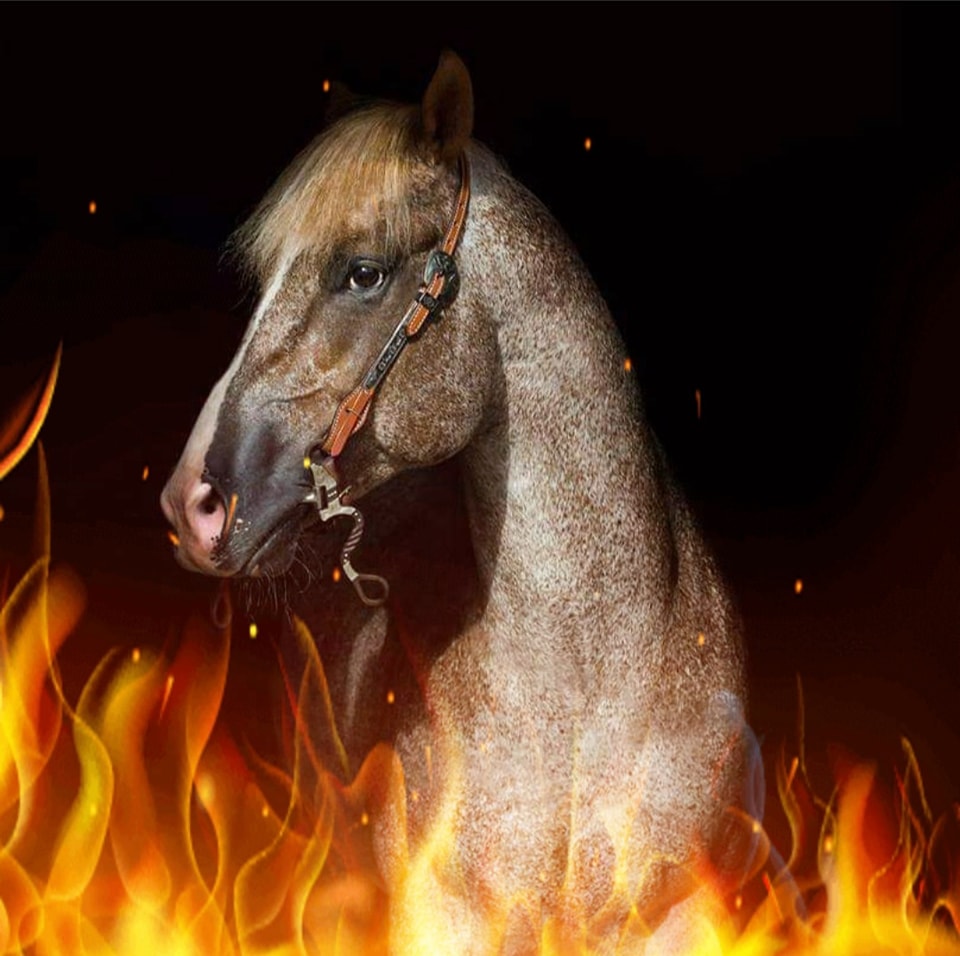 SRCHA - Cash This Boonsmal 2010 Red Roan ApHC Stallion N/N GBED, HERDA ...