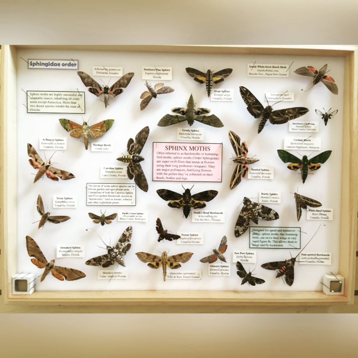 BioQuipBugs - Always fun to see where our specimens end up... | Facebook