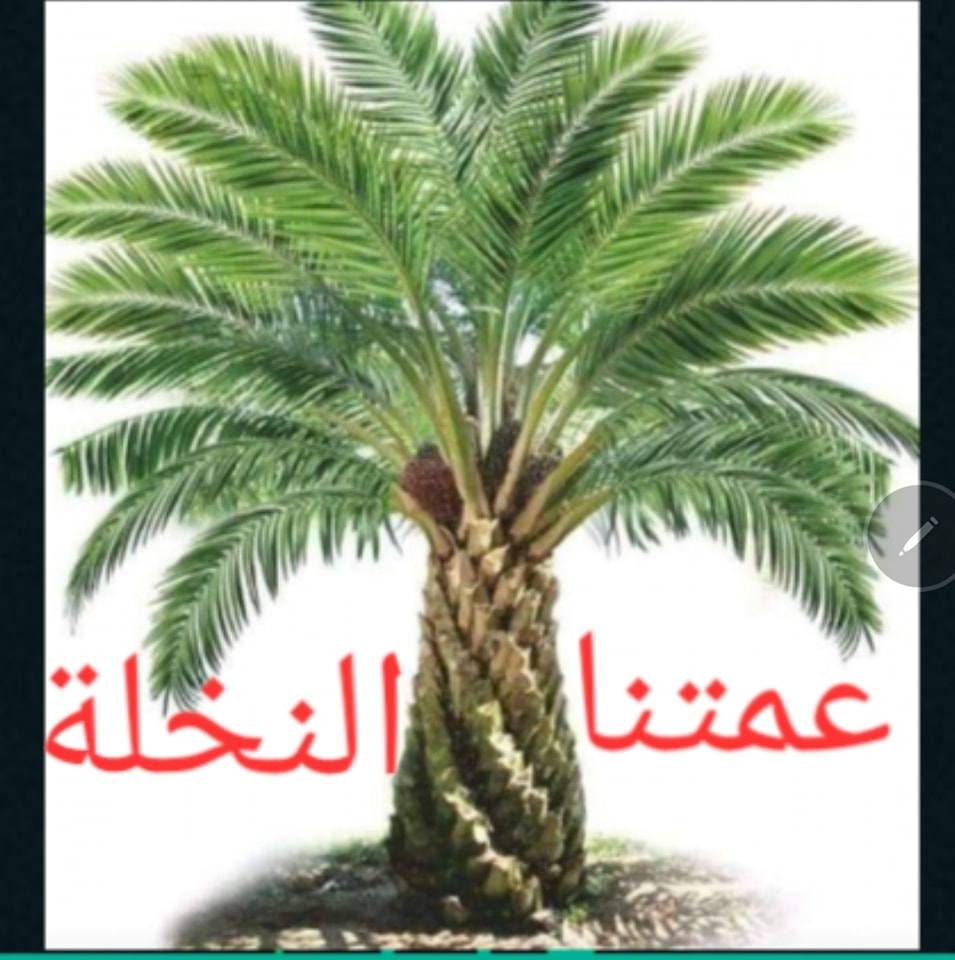 عمتنا النخله - أصناف التمور : يبلغ عدد أصناف التمر بالعالم ما يزيد عن ...