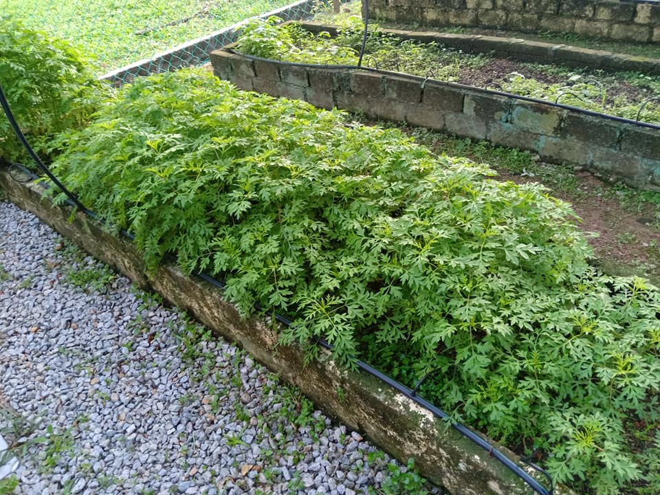 7 KHASIAT ULAM RAJA 1.... - Veggie Farm SK Seri Gemilang