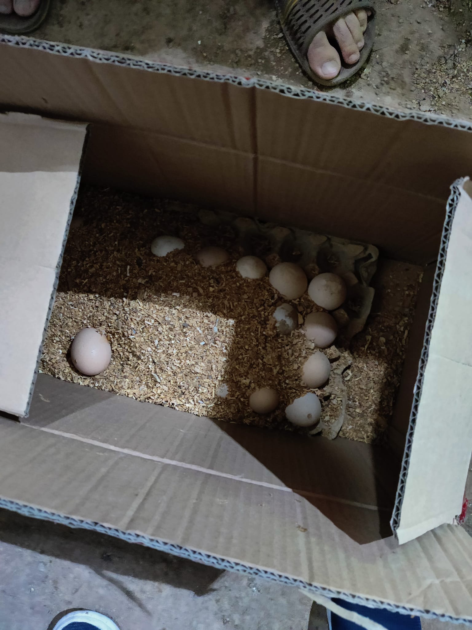 As poultry And Services