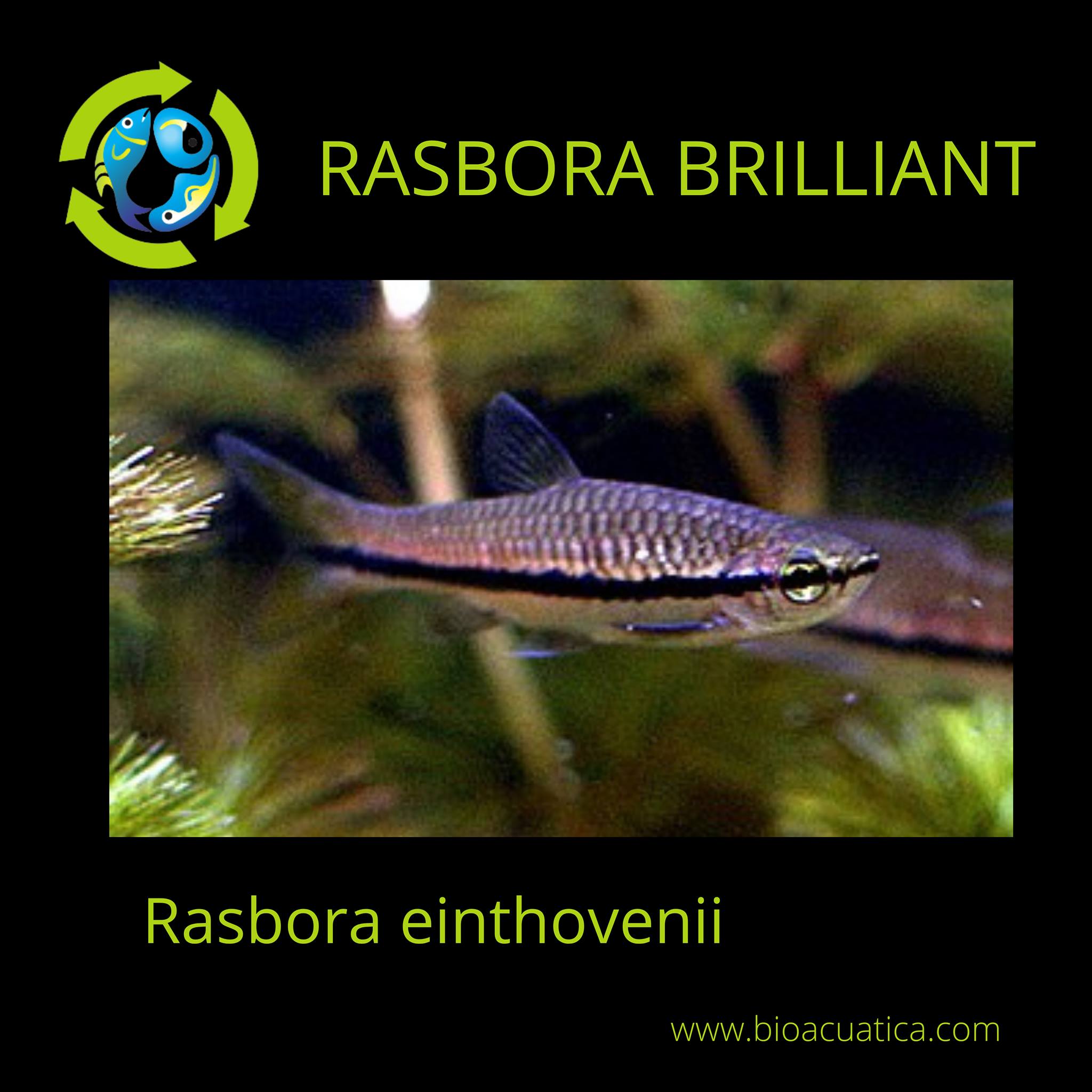 BioAcuática - As all the members from the Genus Rasbora... | Facebook