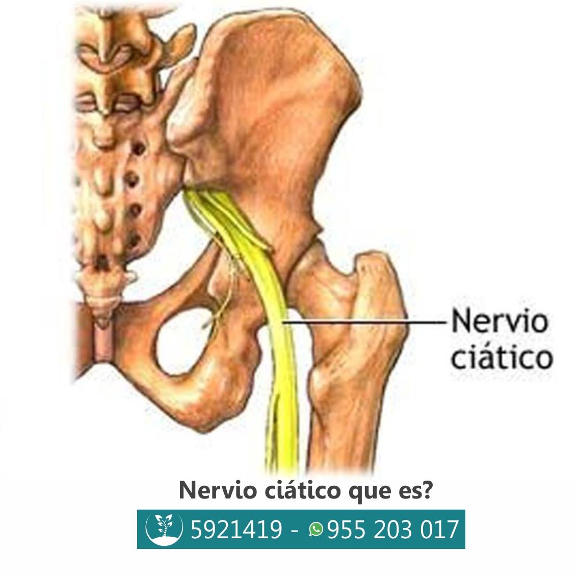 El nervio... - Centro Quiropractico Stumvoll Sede San Borja