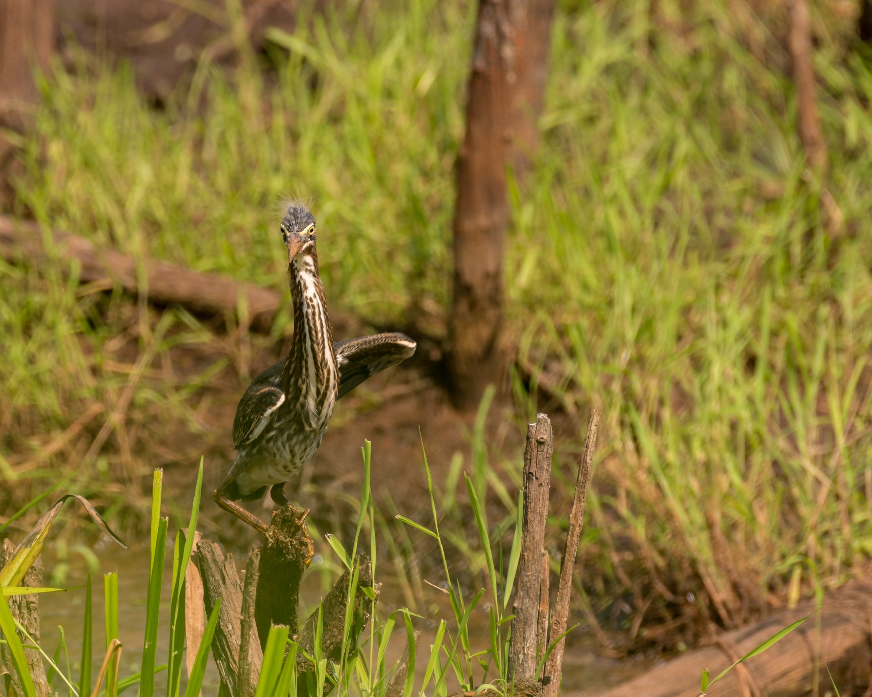 The green heron can... - Wildlife and Nature Photography