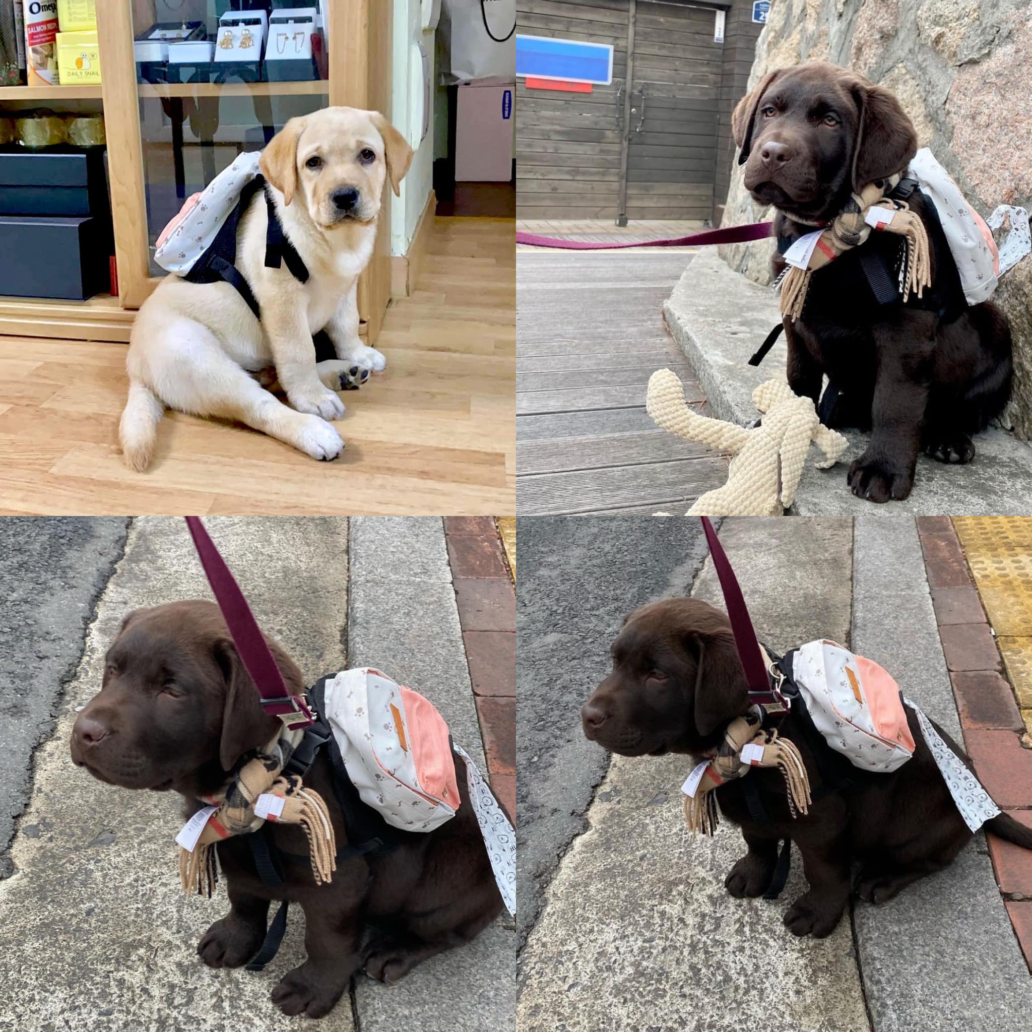 กระเป๋า 5,000 วอน รุ่นสู่รุ่น 555 - Dobby Bambii labrador | Facebook