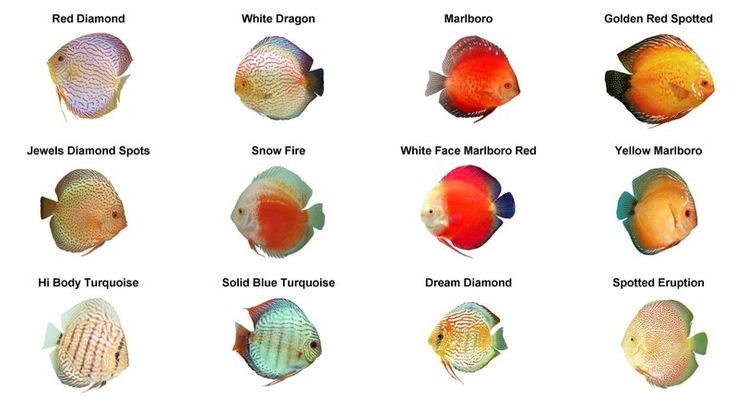 Florida Discus Fish