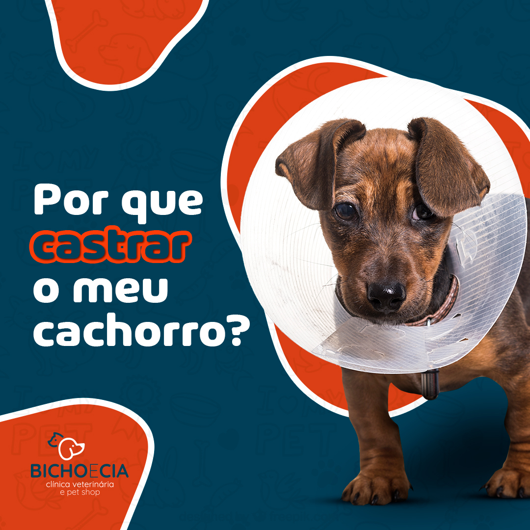 Afinal, por que castrar... - Clínica Veterinária Bicho e Cia