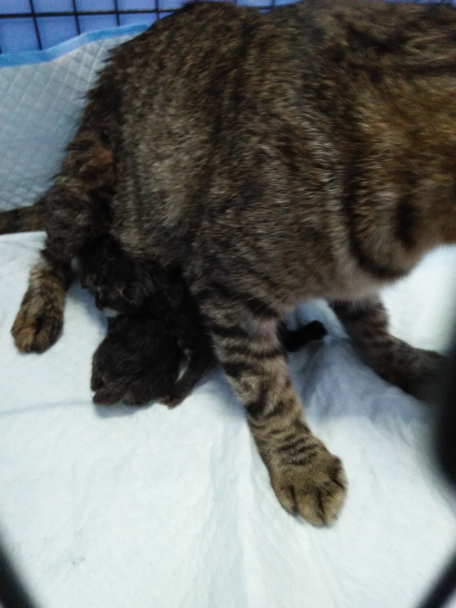 Pregnant Cat And Neonatal Klinik Veterinar Bidor Page Facebook