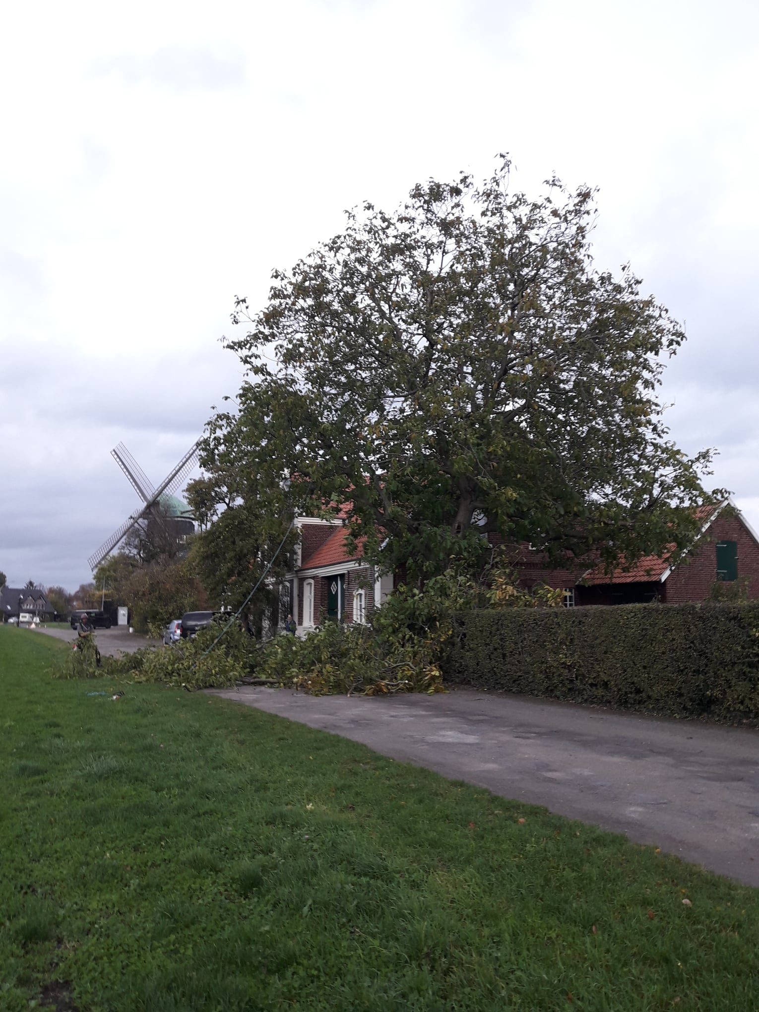 Baum Emming | Südlohn