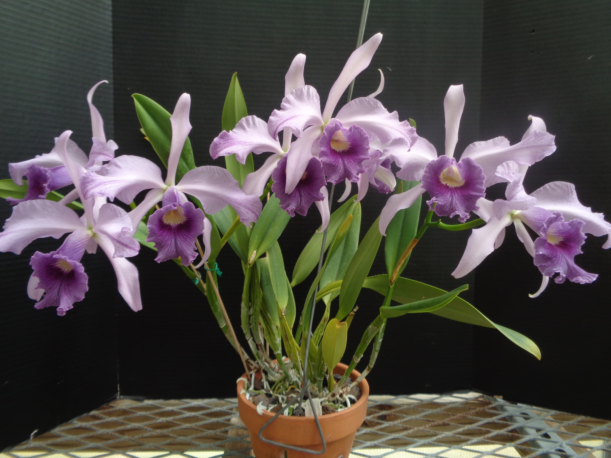 Lc. Canhamiana 'Azure Skies' orchid blooms with 8 open flowers