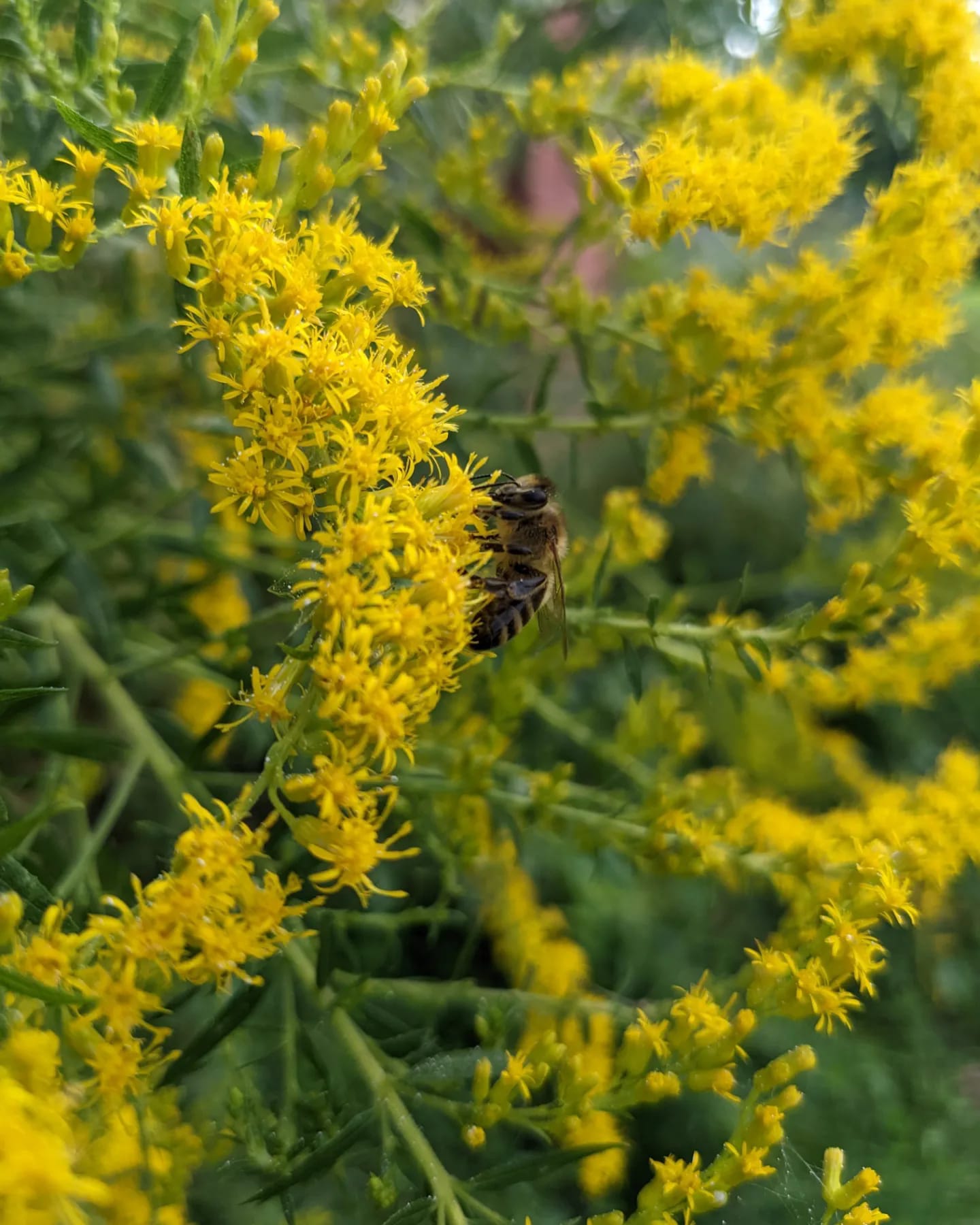 The A-Frame Apiary | Boyertown PA