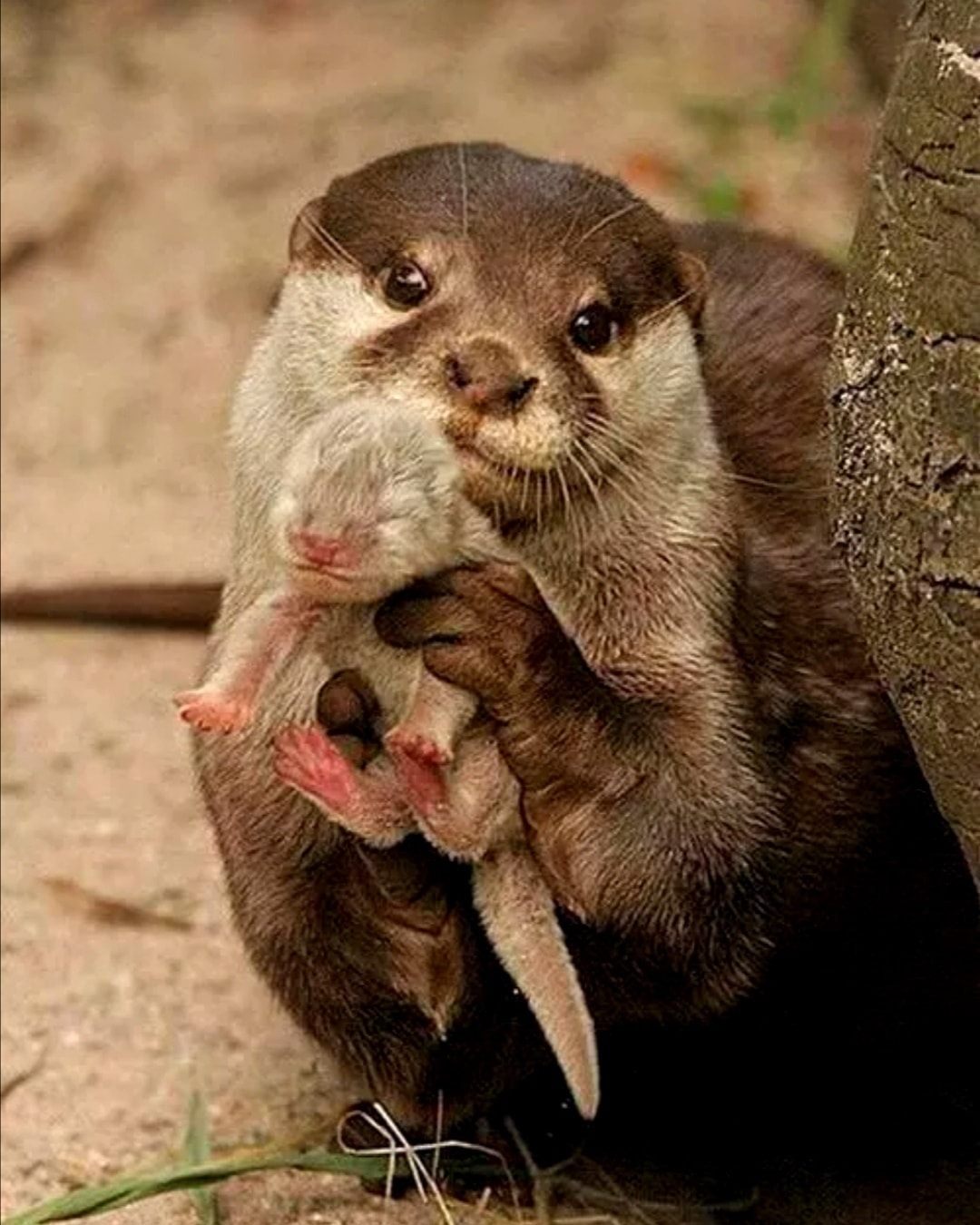 Piranha Club Parce Que Les Loutres Sont De Tres Bonnes Nageuses Et Pecheuses Voici Un Adorable Cliche De Cette Maman Avec Son Bebe Si Tu Aimes Cette Belle Photo N Oublies Pas