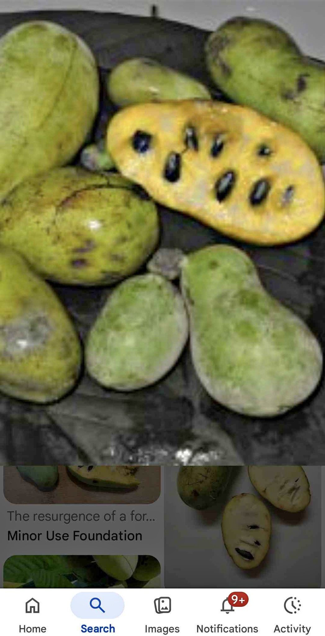 Paw paw trees 2 year bare roots potted - Plants & Seedlings - High ...