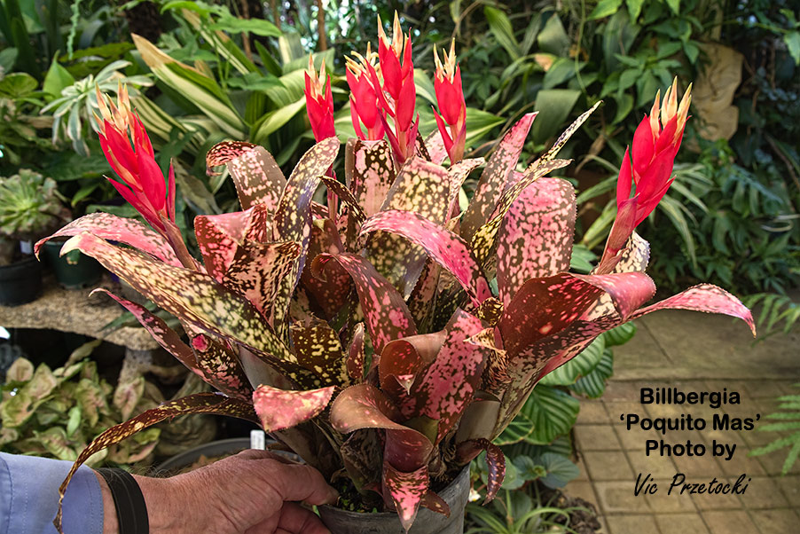 Billbergia 'Appaloosa' hybrid by Don Beadle
