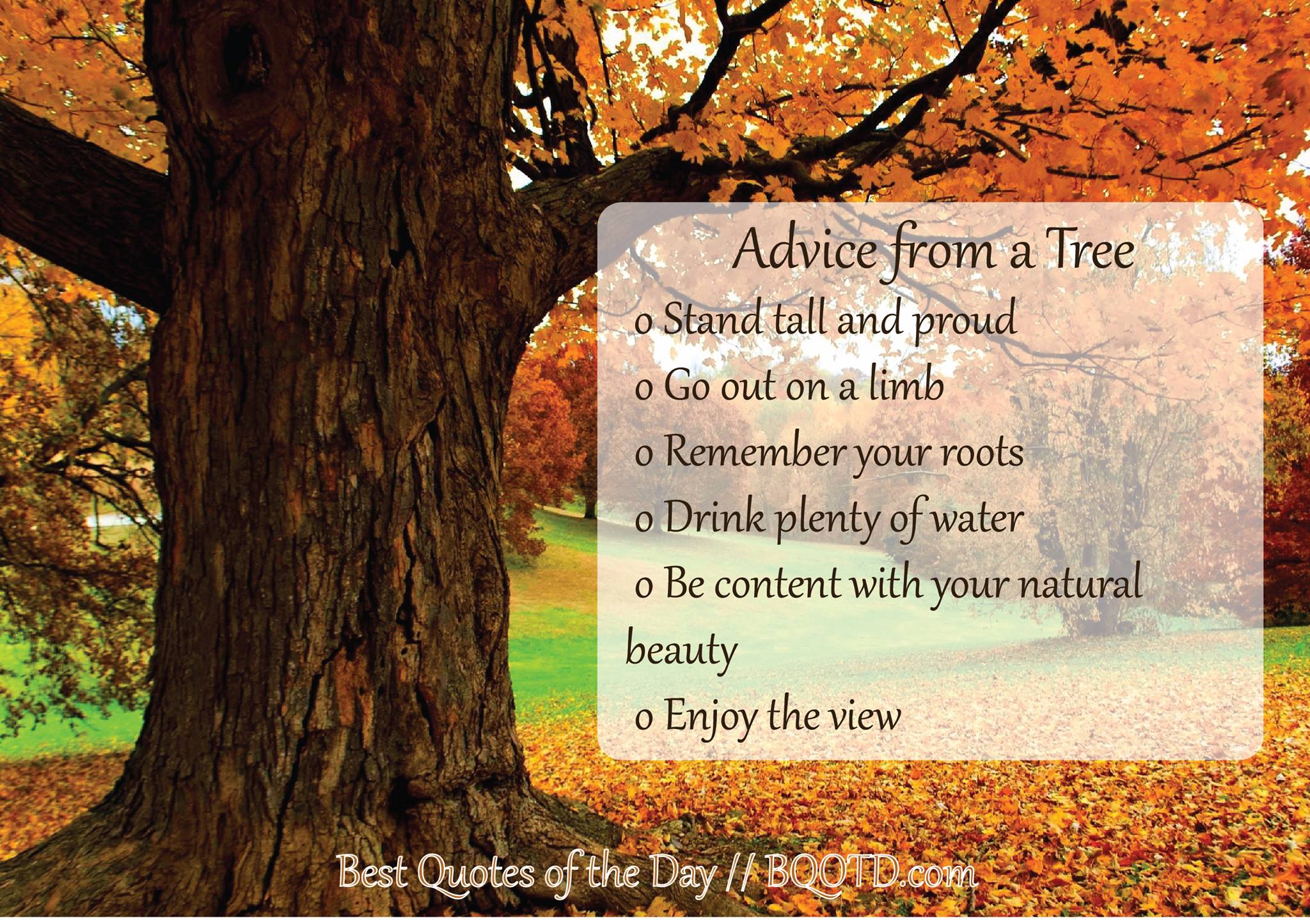 Advice From A Tree Quote