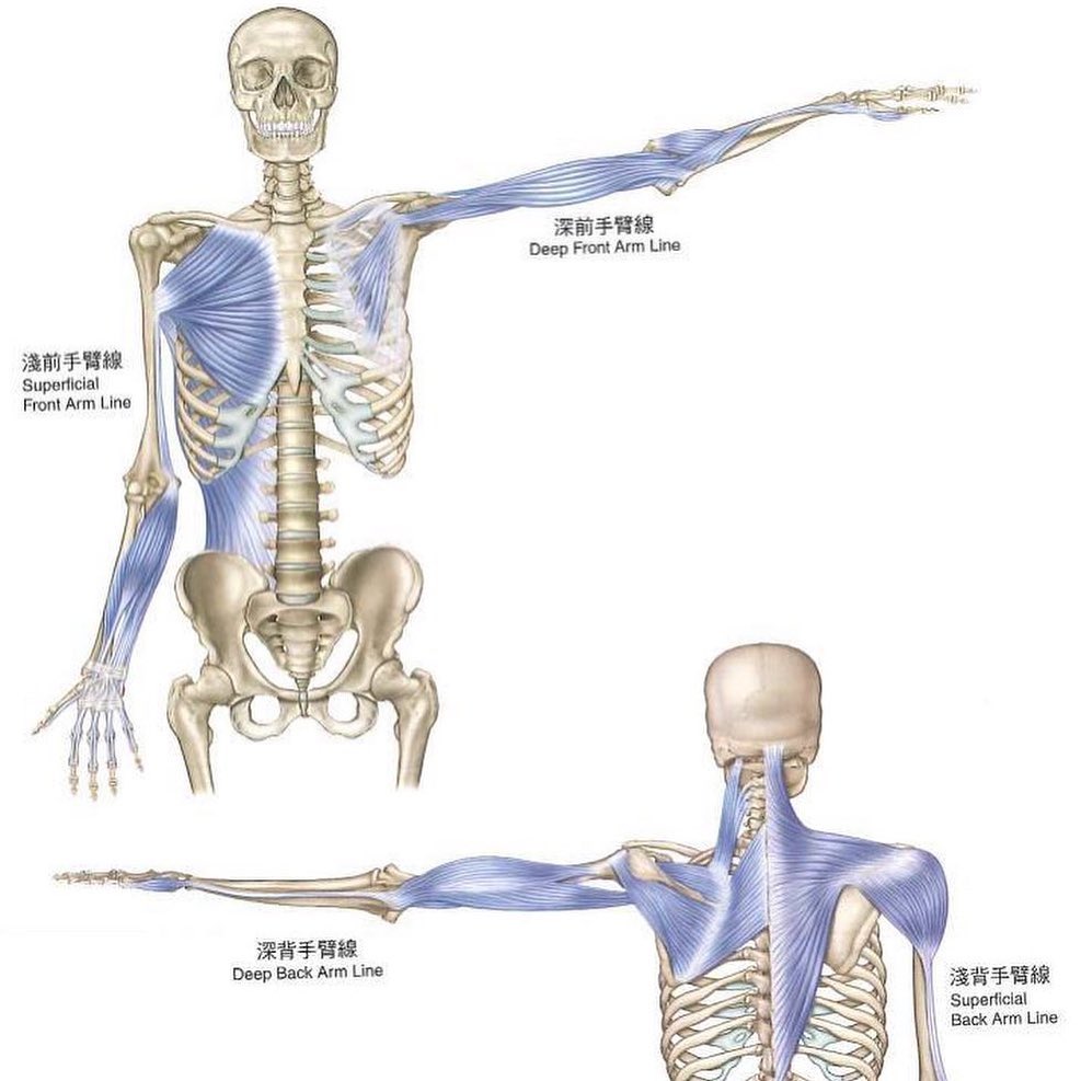 簡義整復師 淺前手臂線 Superficial Front Arm Line Facebook