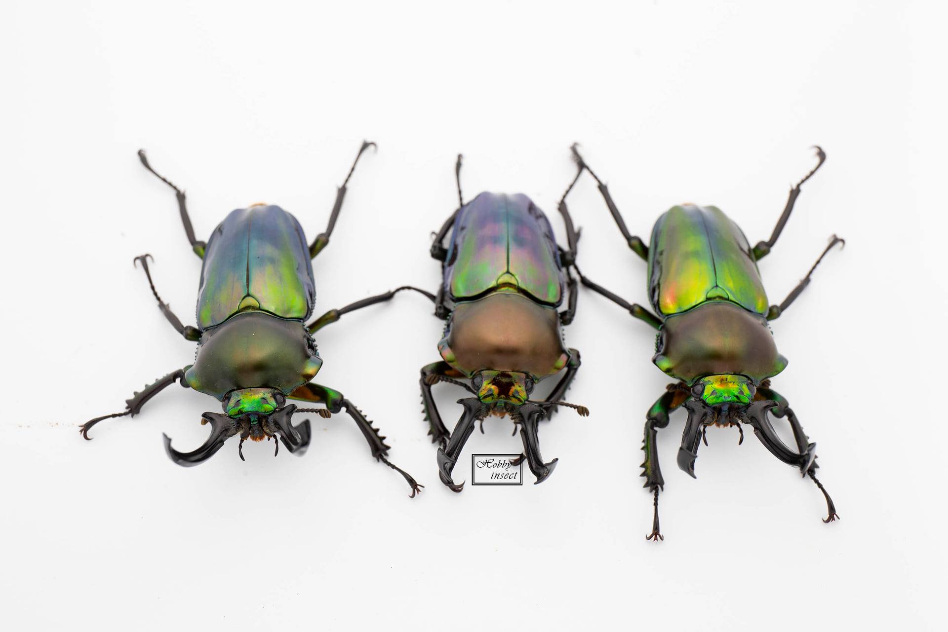 Hobby Insect - 最近出比較多綠彩，再挑選的時候發覺有些顏色很吸引人，同樣是以綠色為底的彩虹，但是表層反光... | Facebook