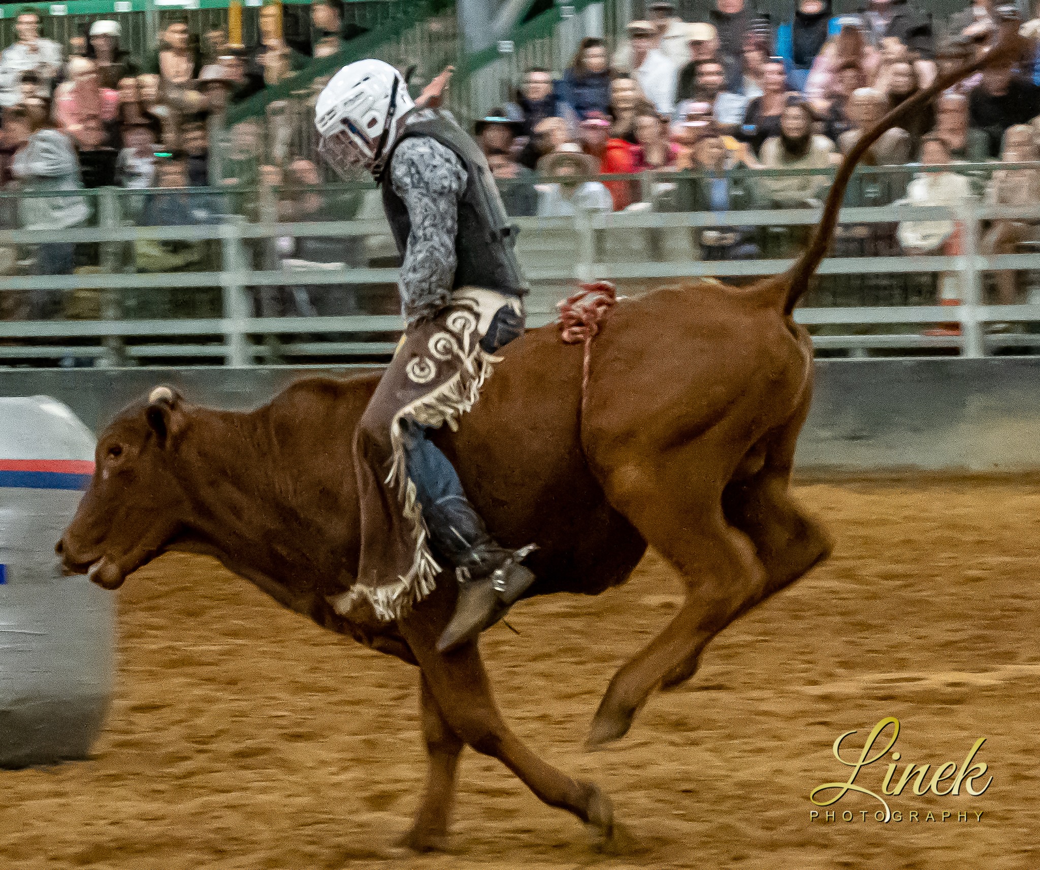 Linek Photography - At the 2021 Bundaberg Show Rodeo Visit Bundaberg ...