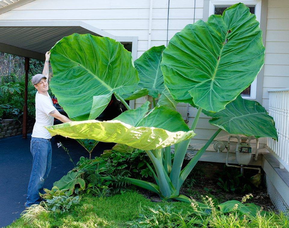 The incredible Colocasia gigantea 'Thailand Giant'