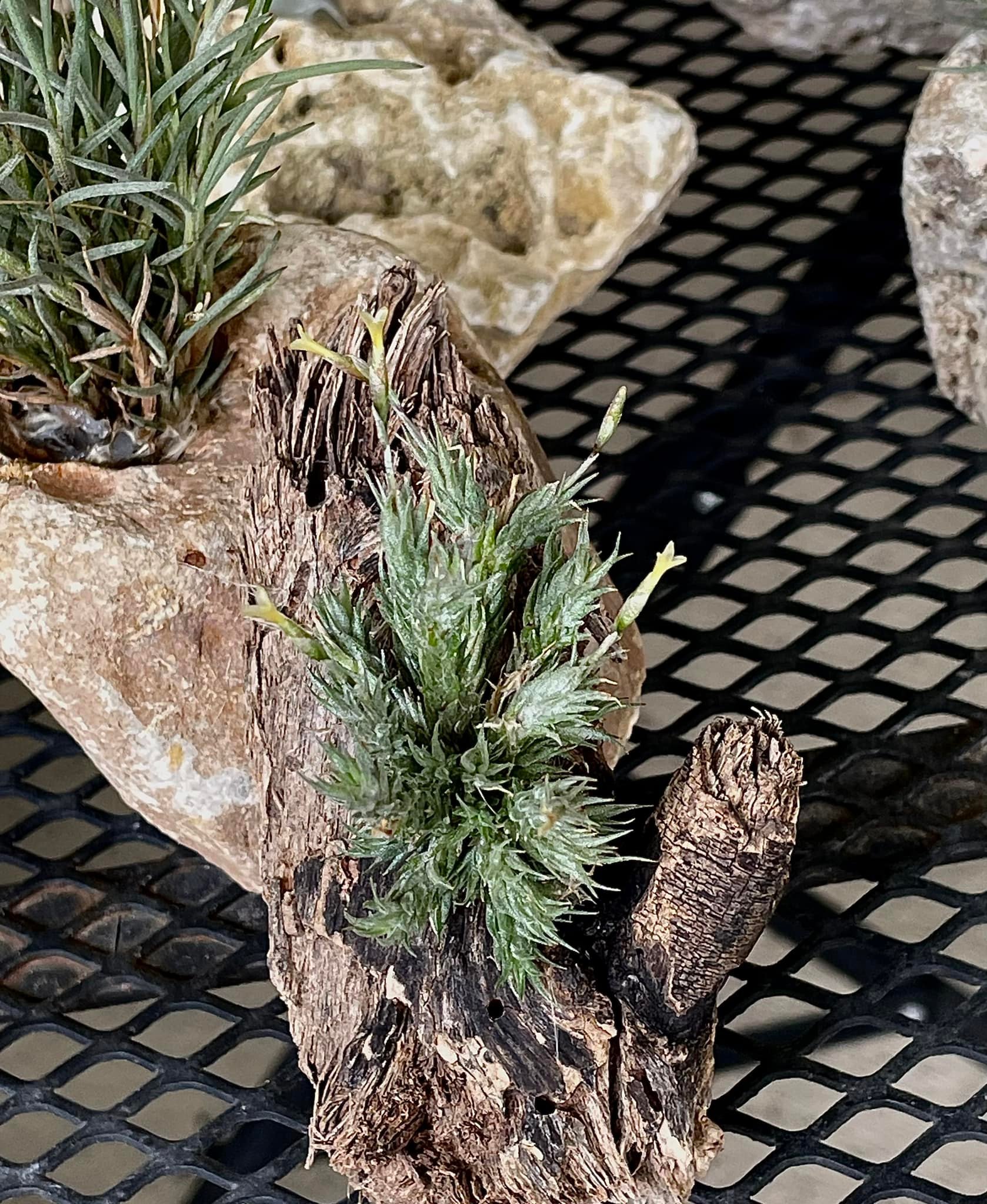 Tillandsia pedicellata, a favorite air plant