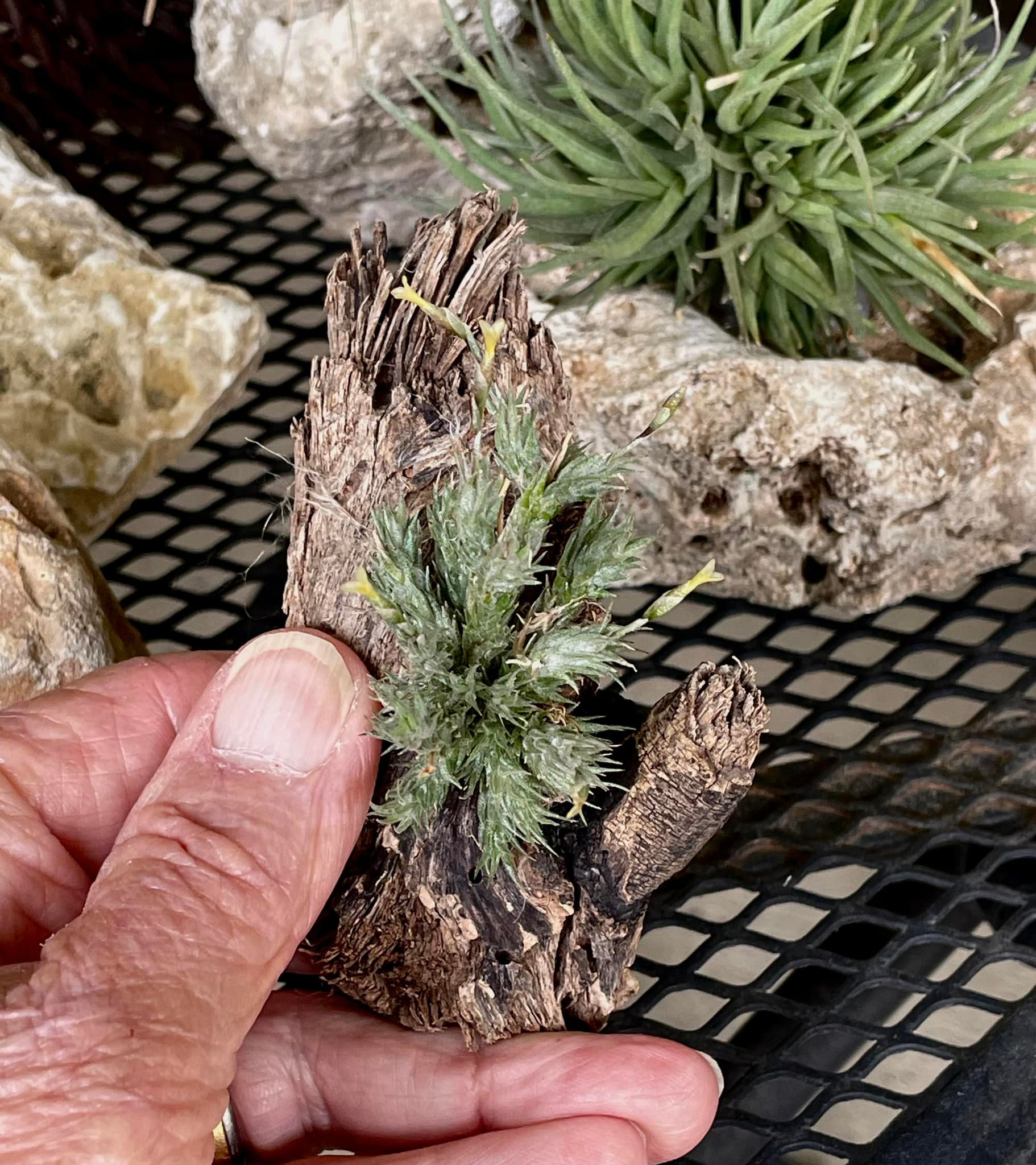 Tillandsia pedicellata, a favorite air plant
