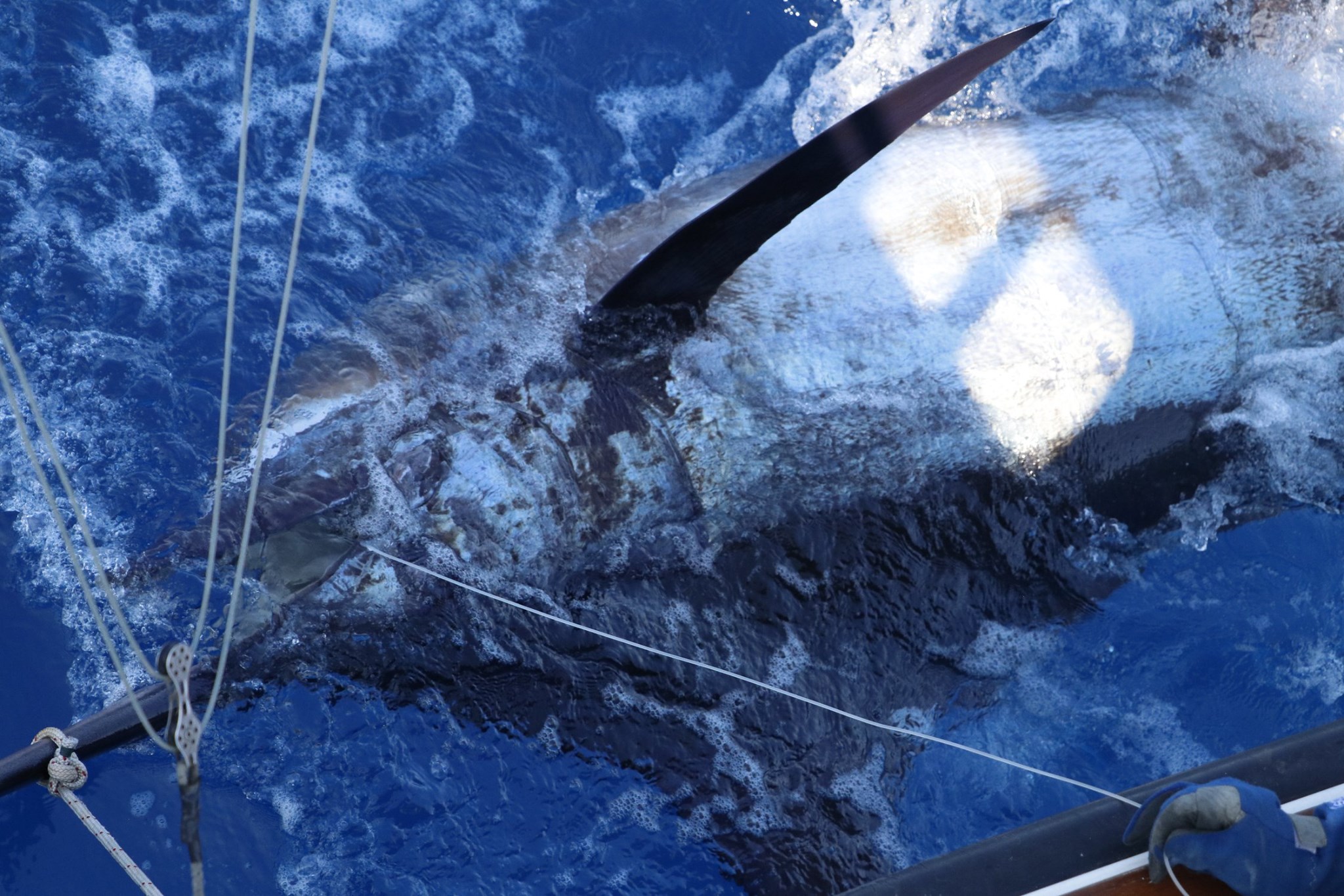 what do you... - Blue Rampage & Blue Shark Charter - Azores