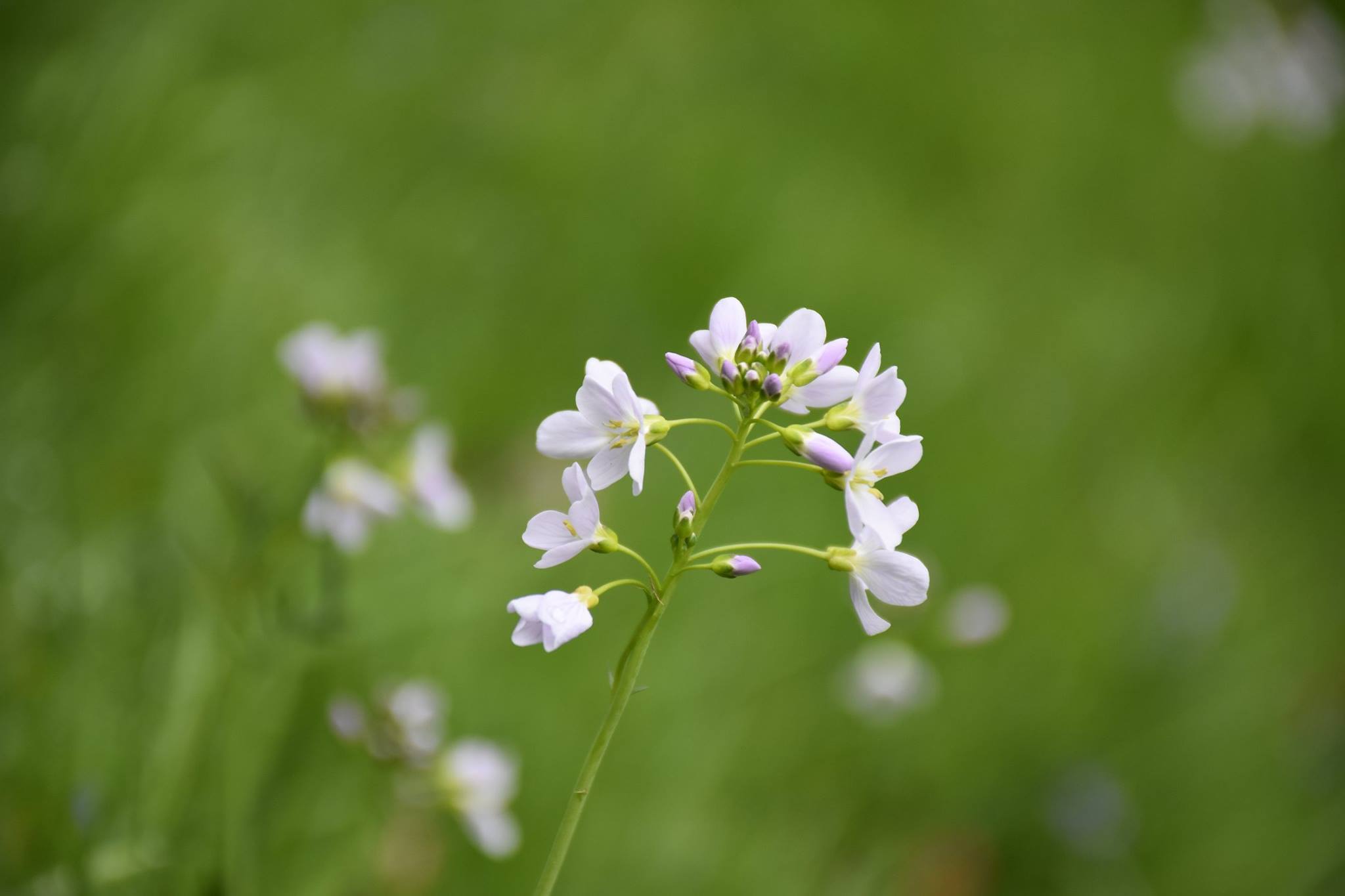 Prior Park's plant of the week is the cuckoo flower, Cardamine ...