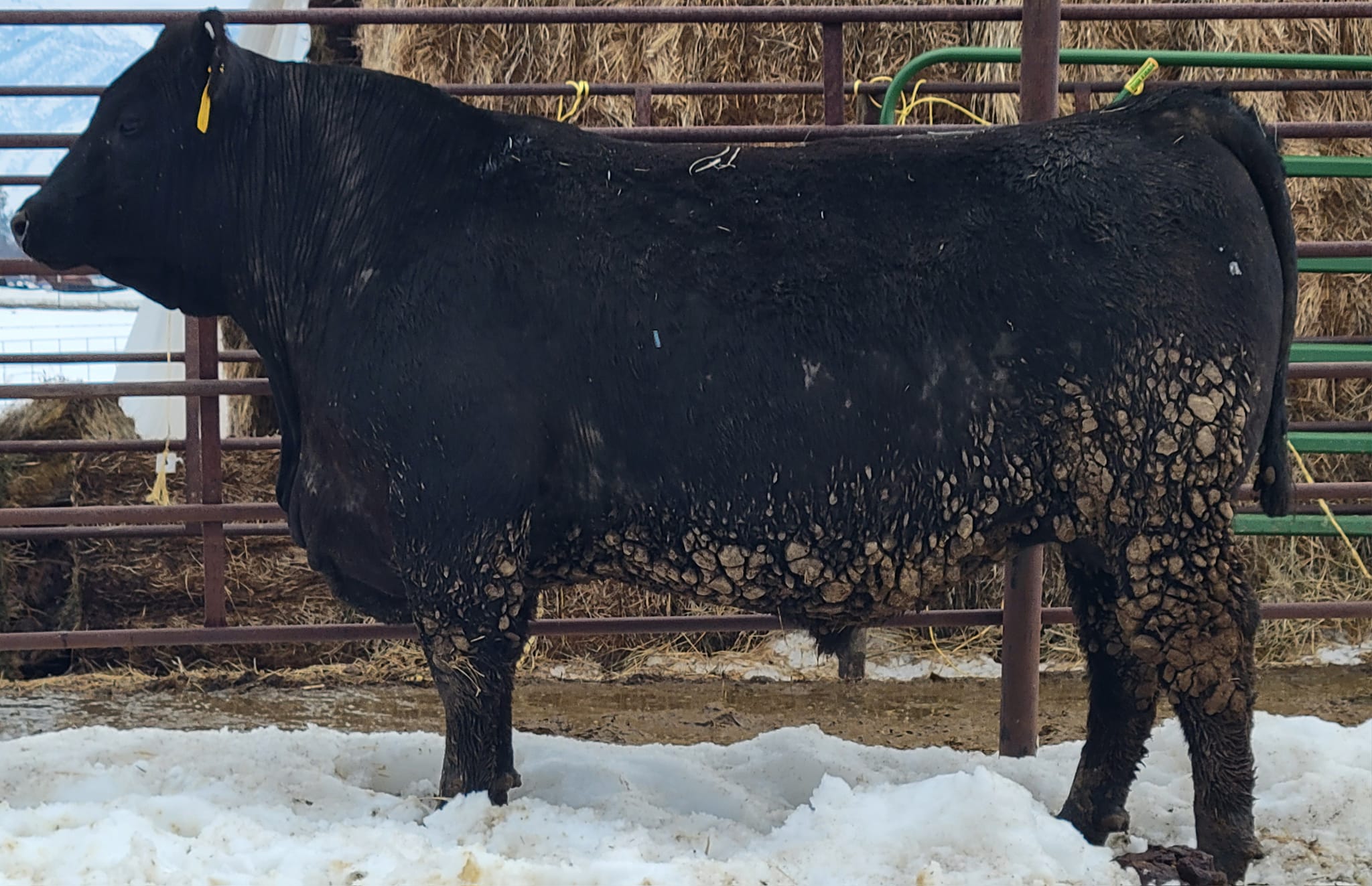 Ward Angus Ranch | Logan UT
