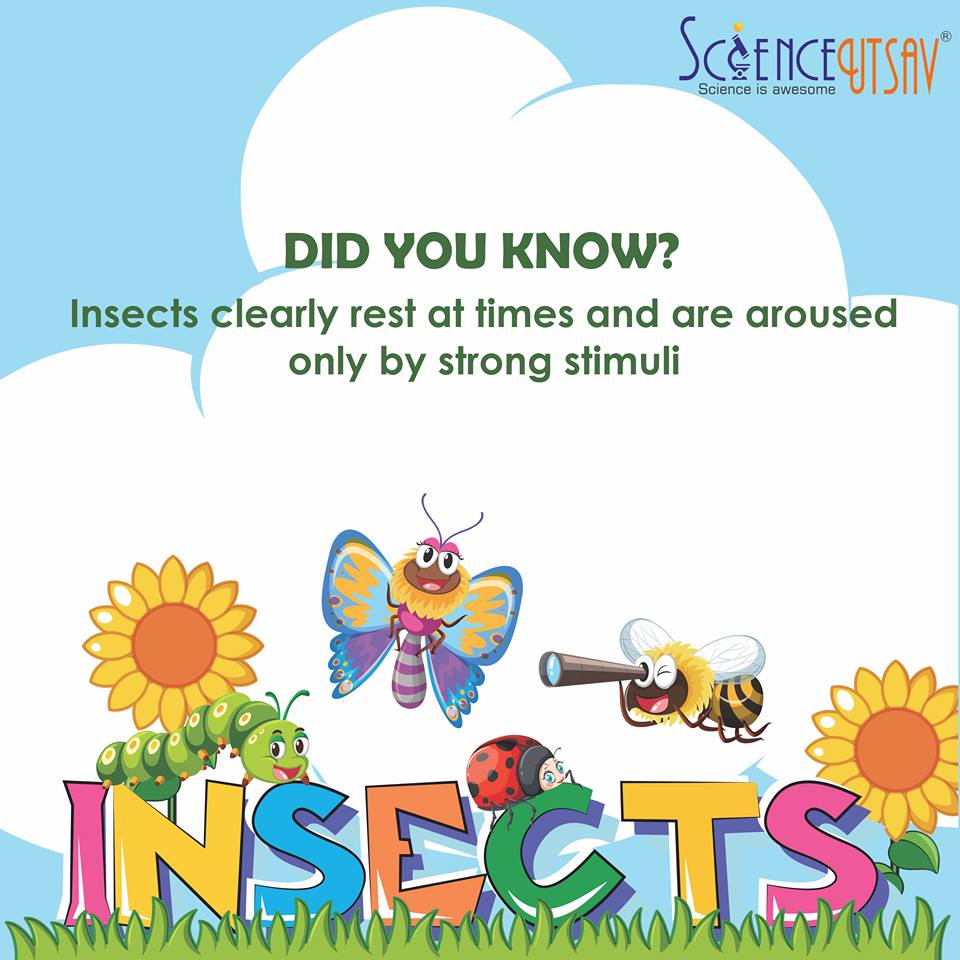 SuperThinkers - Did you know? Insects clearly rest at times and are ...