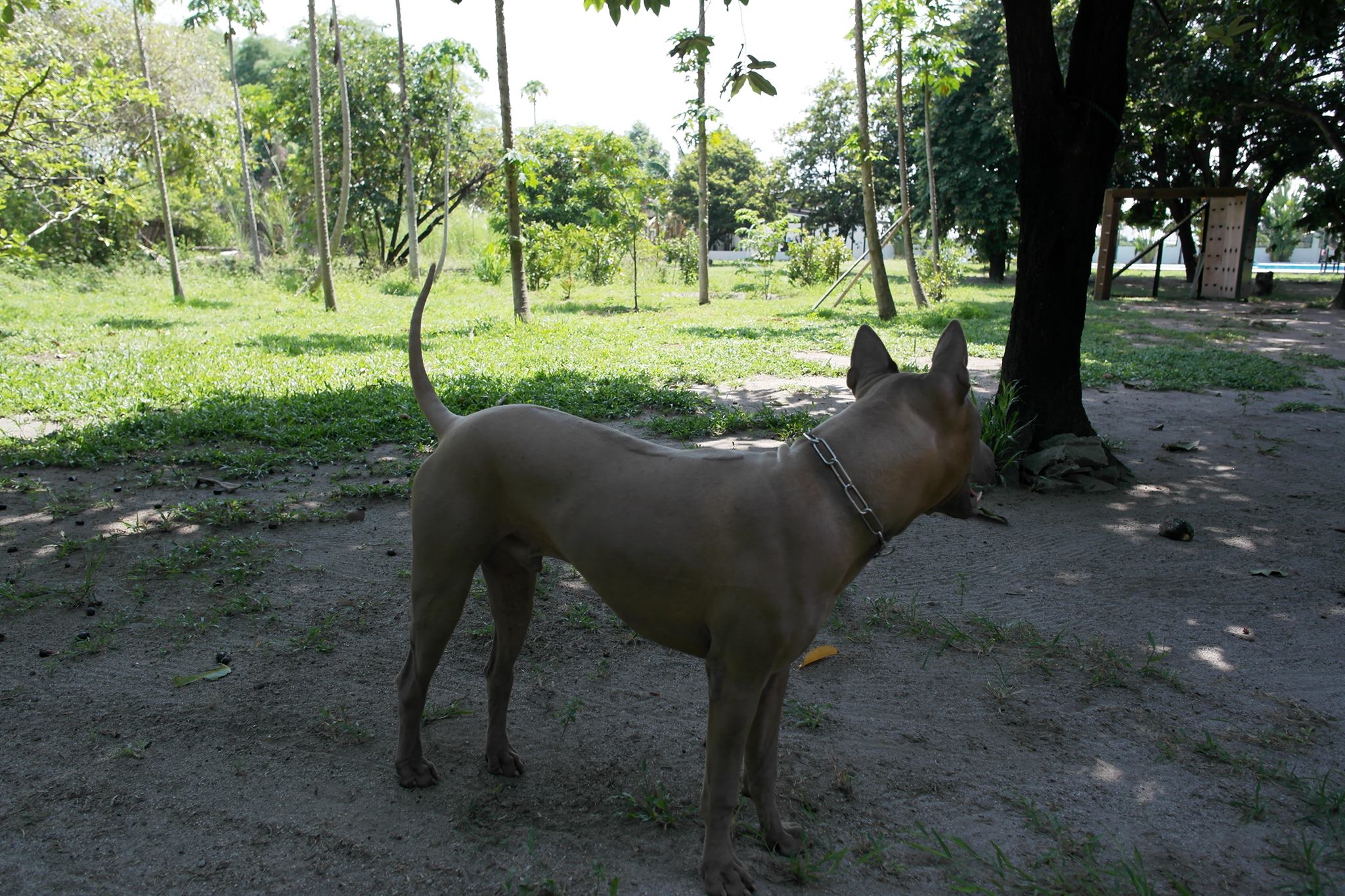 TRB Thai Ridgeback Philippines | Mabalacat