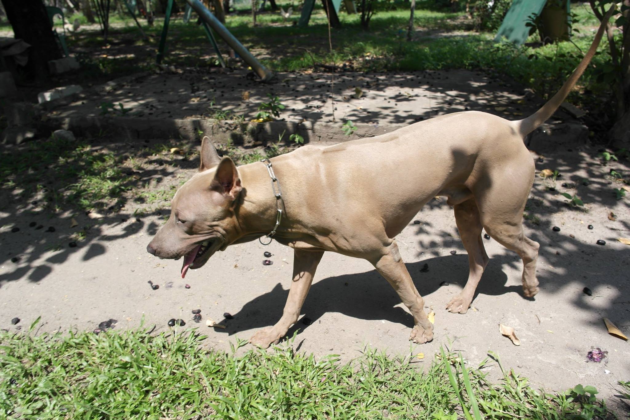 TRB Thai Ridgeback Philippines | Mabalacat