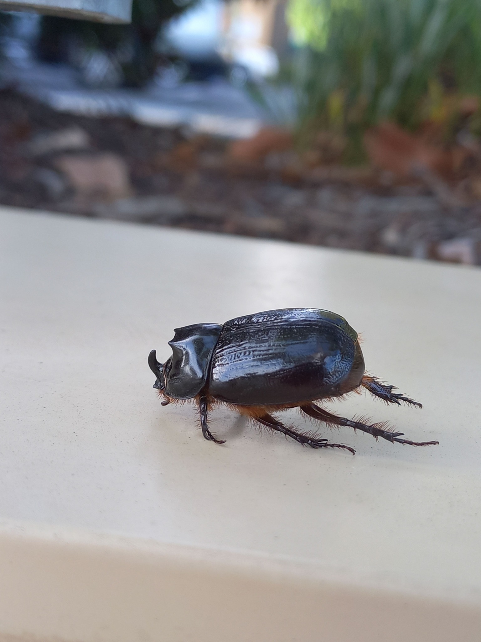 Rhytiphora nigrovirens beetle found in Victoria Australia