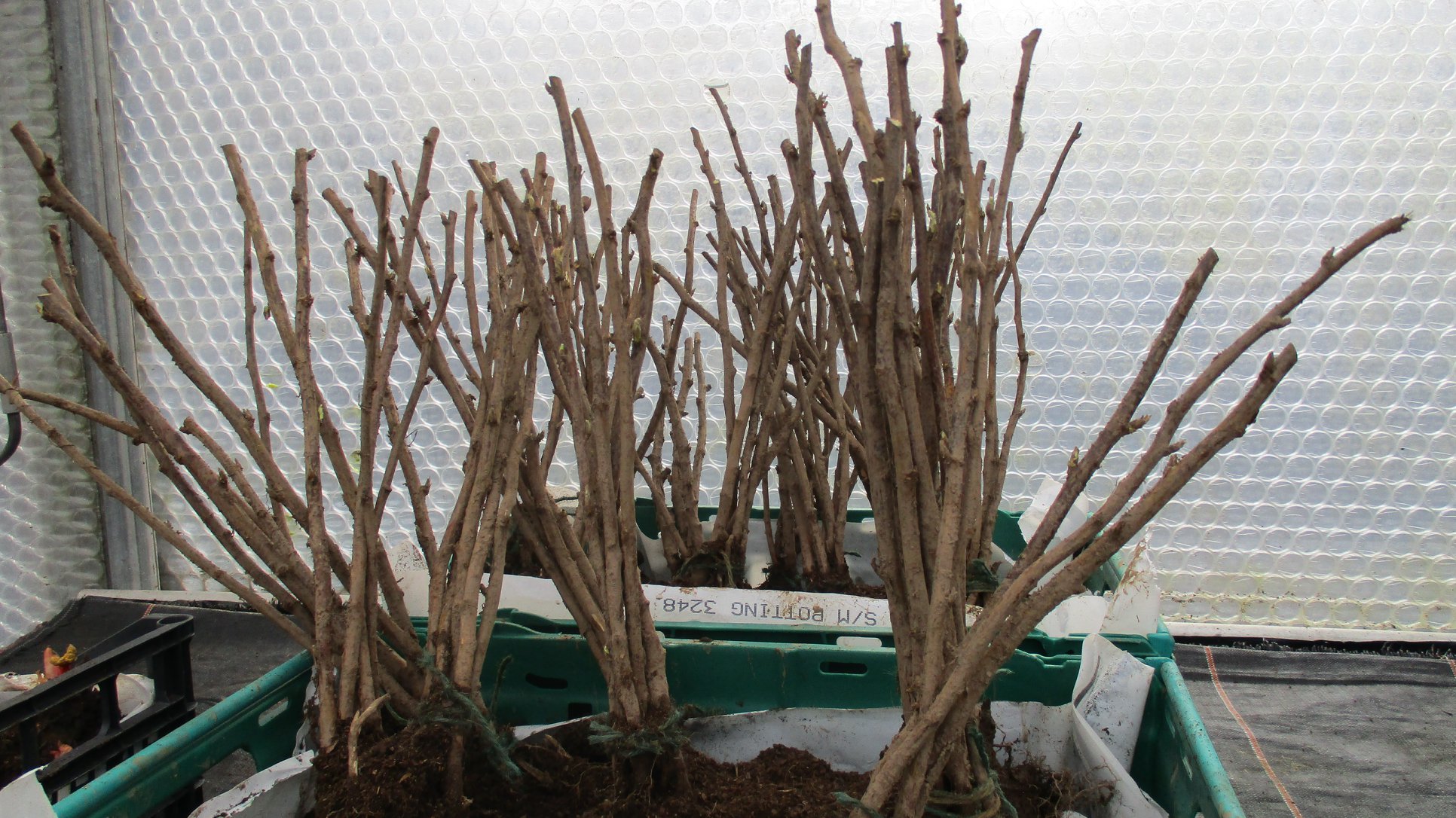 The bare root raspberry canes are... - Chorlton Plant Nursery