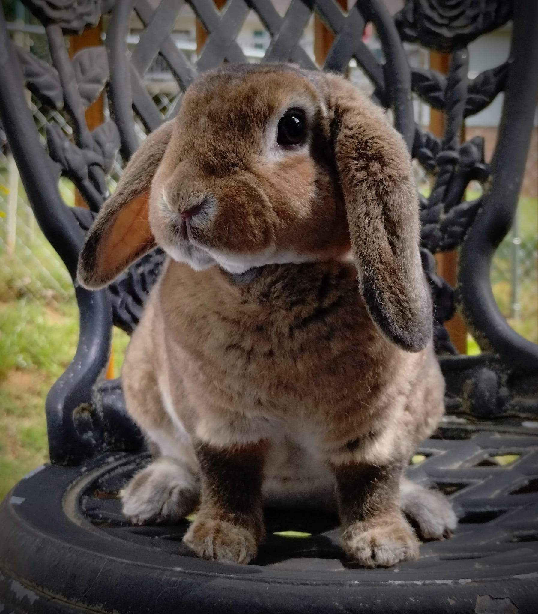 Lops of Luv - Another wonderful rabbitty! She is located... | Facebook