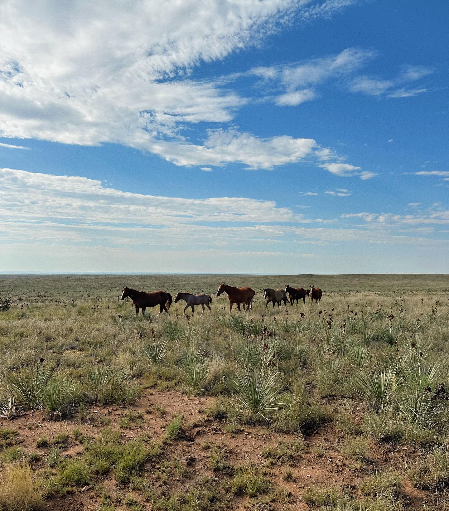 Sneed-Pool Cattle and Horses | Amarillo TX