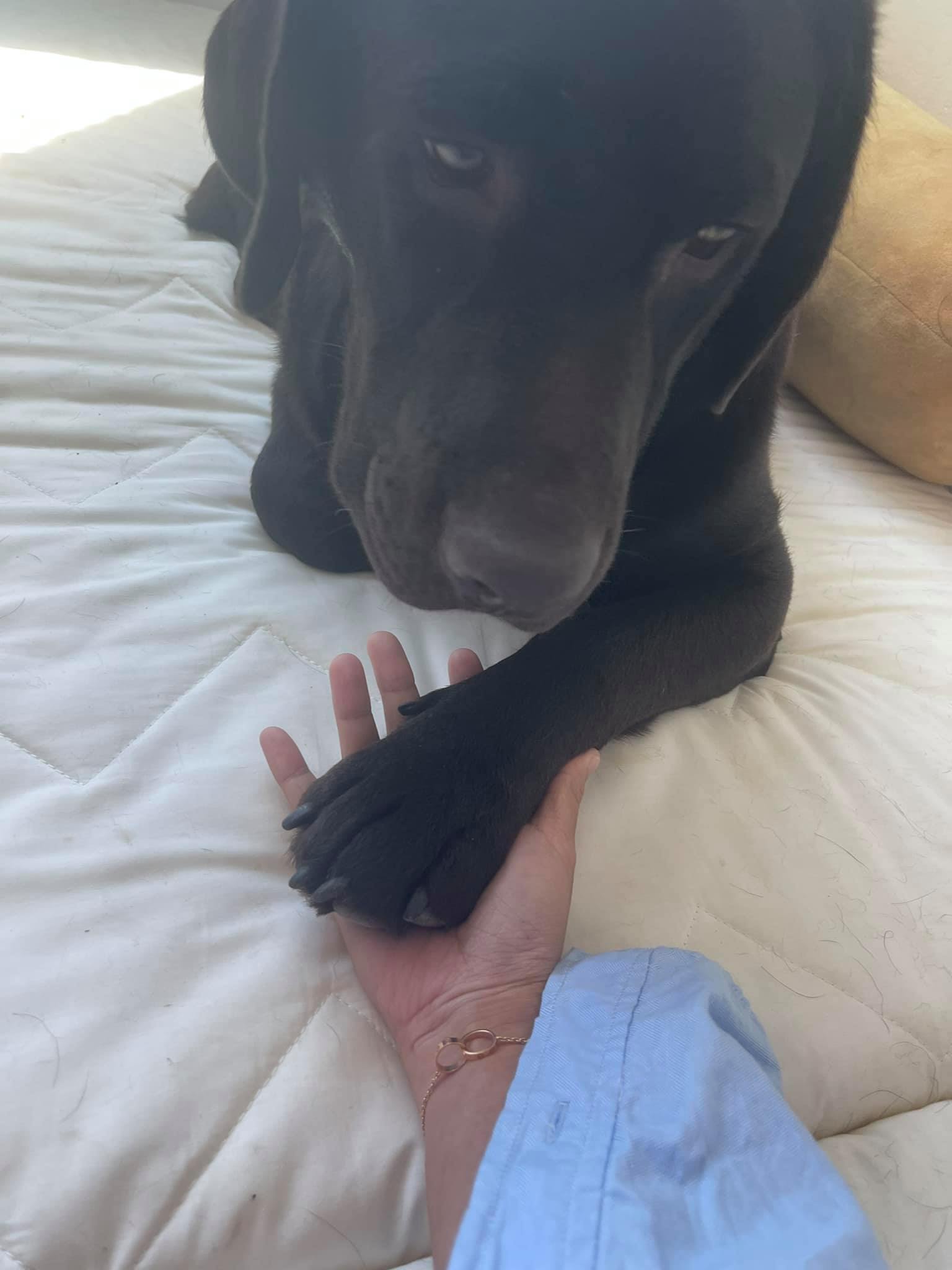 ชู่ๆ เน้อ จับมือๆ เป็นเหมือนกัน เข้าใจ - Dobby Bambii labrador