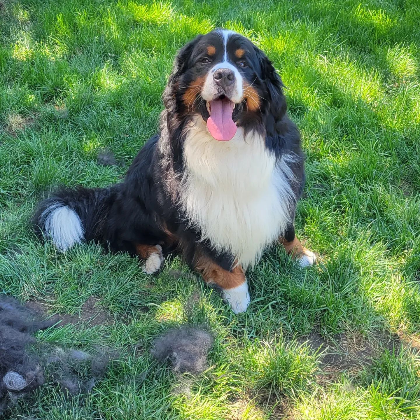 Child's Mountain Berners | Highlands Ranch CO