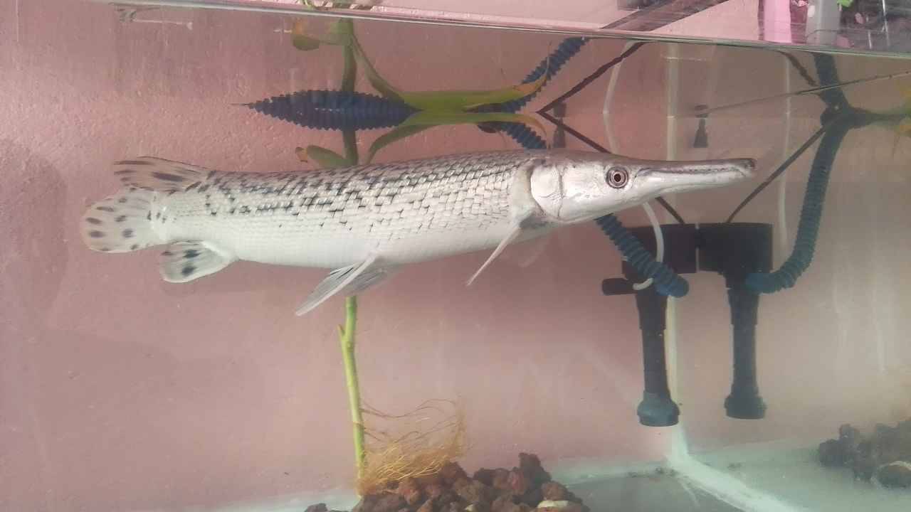 Fore sale alligator gar fish 18 inches' kasama na tank 50 gallons with ...