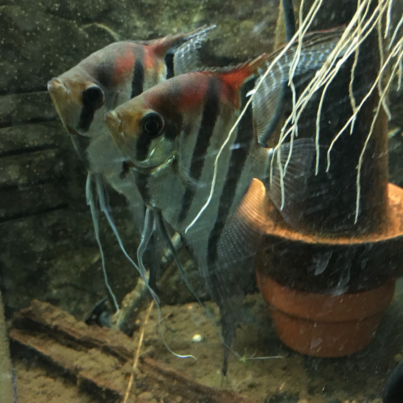 高翅 紅頭豹鼠 Corydoras cf. brevirostris HIGHFIN CW027 超級舒瓦茲鼠 Corydoras sp ...