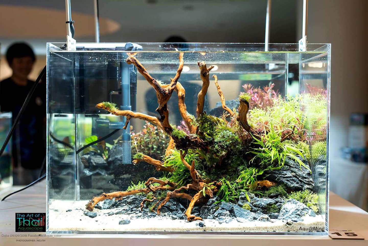 Nature Box รับจัดตู้ไม้น้ำ จำหน่ายพรรณไม้น้ำ และอุปกรณ์ครบวงจร | Bangkok