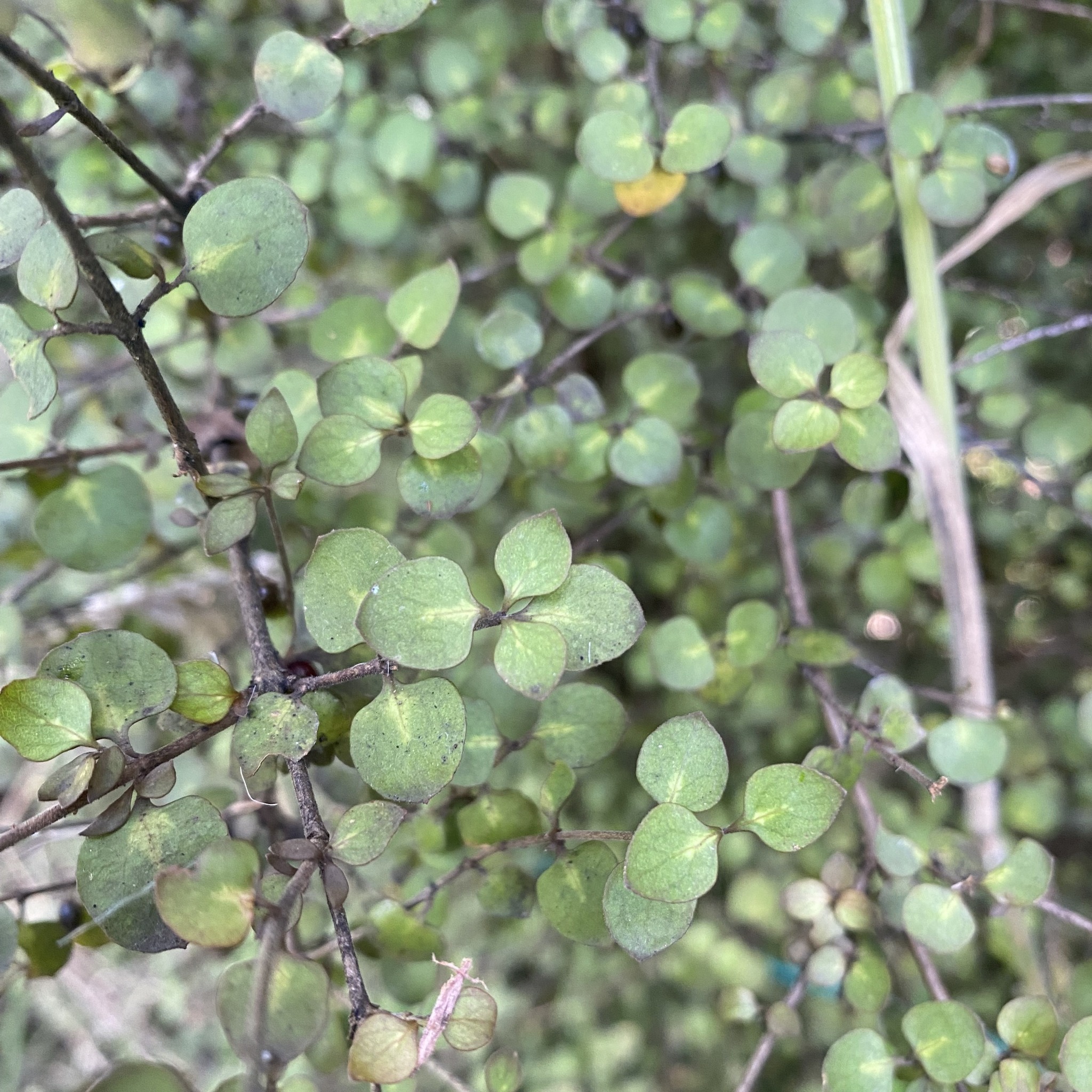 Tītoki - 🌿 Recognise this plant?🌿 Coprosma rhamnoides, sometimes known ...