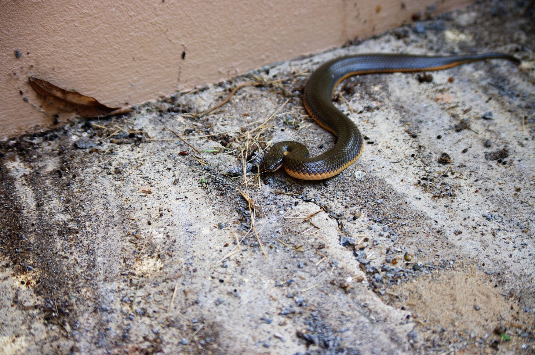 Snakes of Pattaya | Outside my friends house in Kai bae, koh Chang ...