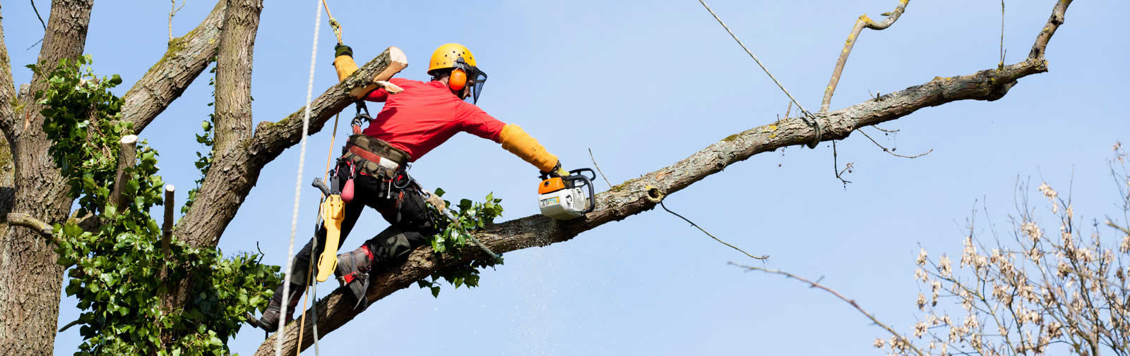 Tree Removal Service Atlanta | Atlanta GA