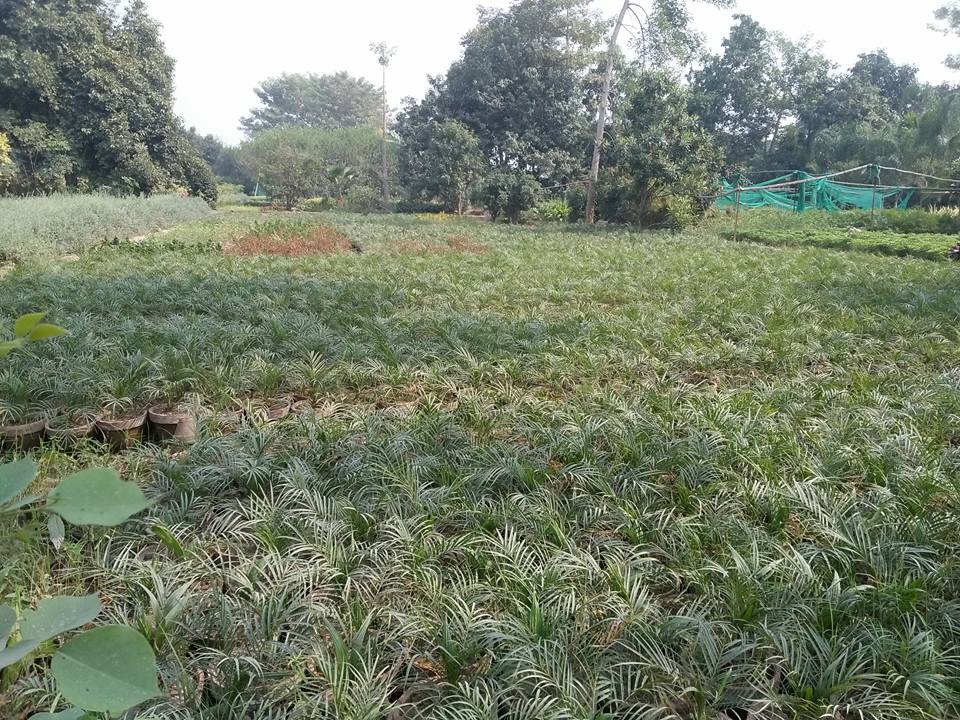 Haji Nursery Farms | Gehlan