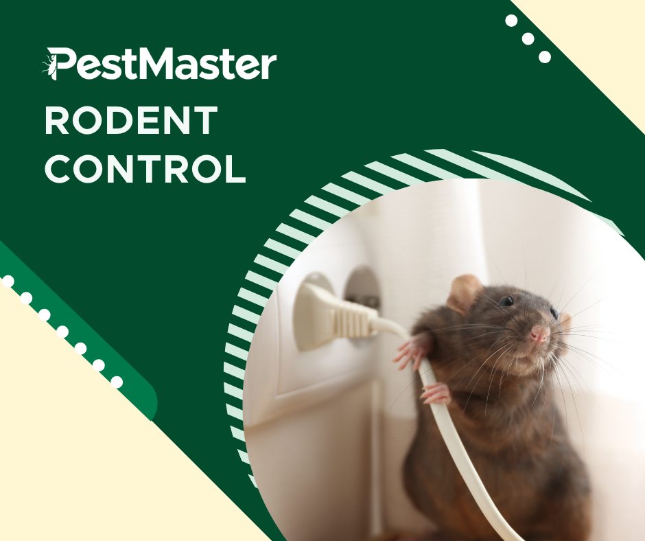 Pestmaster - 🐭 Tired of unwelcome guests scurrying around? Say goodbye ...