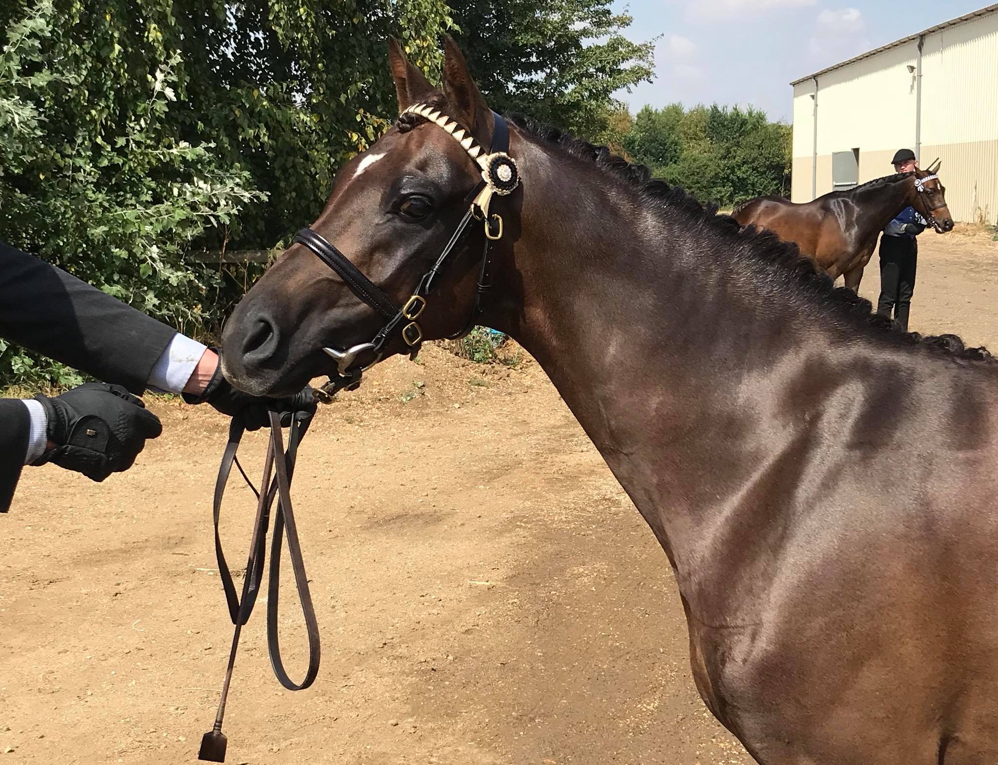 Co-CHAMPIONS of the 4YO Non Pro Stakes! 🏆 CS Buzz Lightyear
