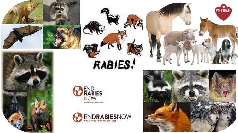 Rabies: Symptoms, Diagnosis, Treatment of Rabies. | May rabies po ba ...